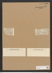 Campylodiscus undulatus Grev. (de-Toni-Nr.: Genus 57, Species 2447) Zeichnungen Sammlung Grunow Nr. 4920 (NHMW-BOT-W0373128)